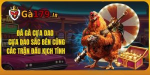 Đá Gà Cựa Dao - Cựa Dao Sắc Bén Cùng Các Trận Đấu Kịch Tính