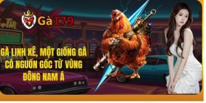 Gà Linh Kê, một giống gà có nguồn gốc từ vùng đông nam Á