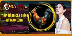  tiềm năng của giống gà Giao Long