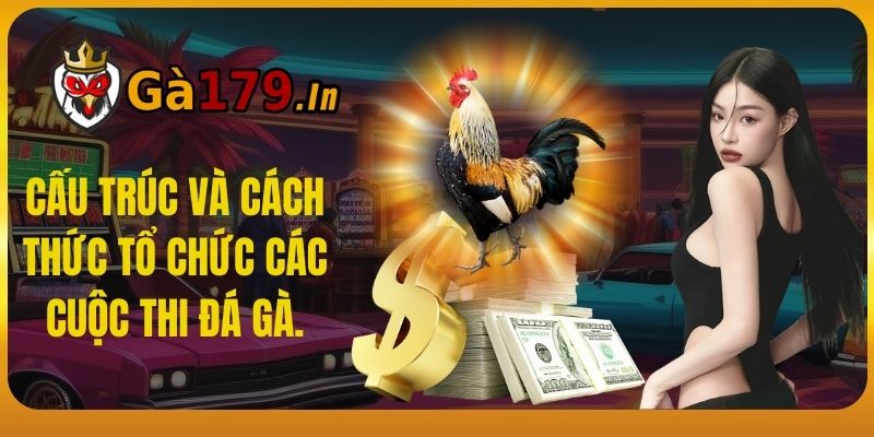 Cấu trúc và cách thức tổ chức các cuộc thi đá gà.