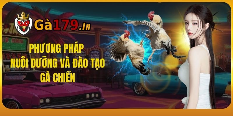 Phương pháp nuôi dưỡng và đào tạo gà chiến