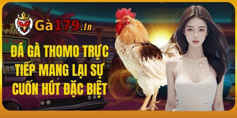 Đá gà Thomo trực tiếp mang lại sự cuốn hút đặc biệt