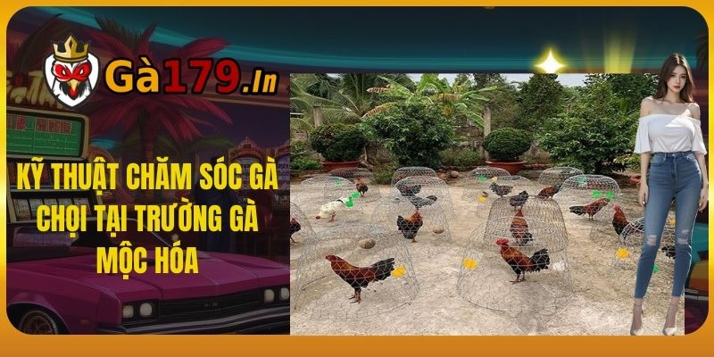 Kỹ Thuật Chăm Sóc Gà Chọi Tại Trường Gà Mộc Hóa