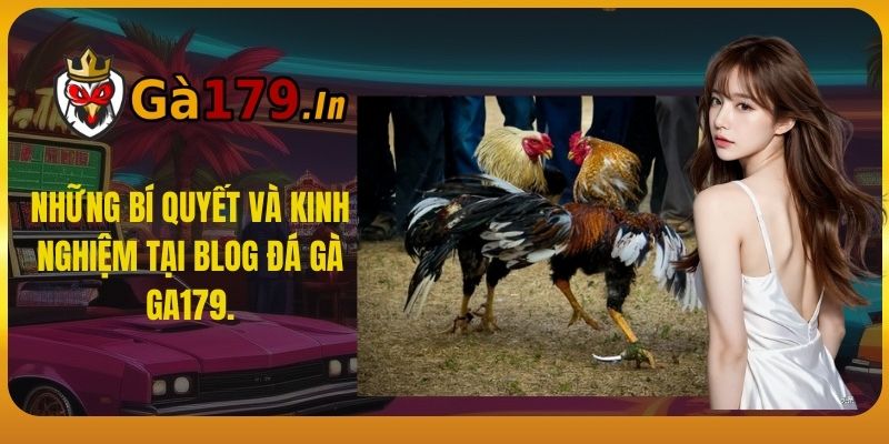 Những bí quyết và kinh nghiệm tại Blog đá gà GA179.