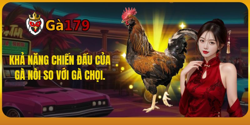 Khả năng chiến đấu của gà nòi so với gà chọi.