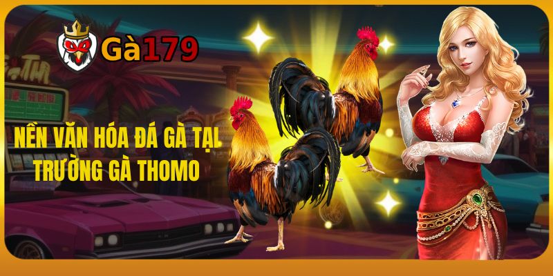 Nền Văn Hóa Đá Gà Tại Trường Gà Thomo