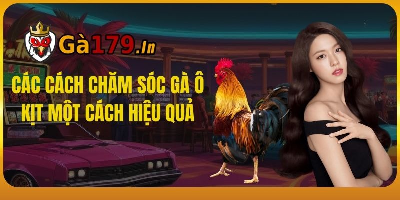 Các cách chăm sóc gà Ô Kịt một cách hiệu