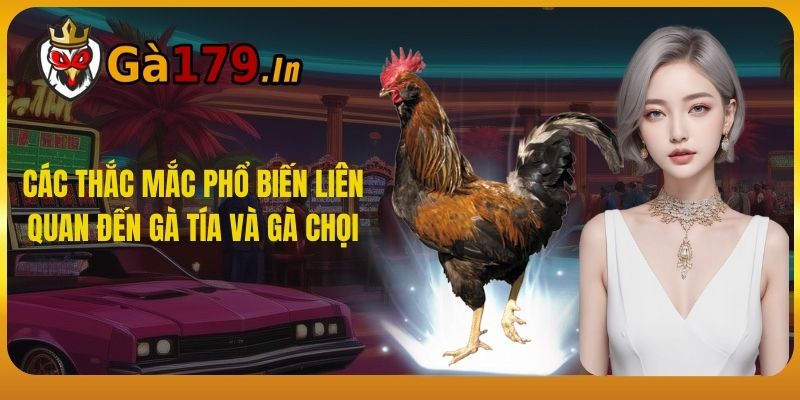 Các thắc mắc phổ biến liên quan đến gà Tía và gà chọi