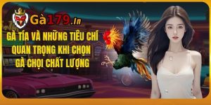 Gà Tía Và Những Tiêu Chí Quan Trọng Khi Chọn Gà Chọi Chất Lượng