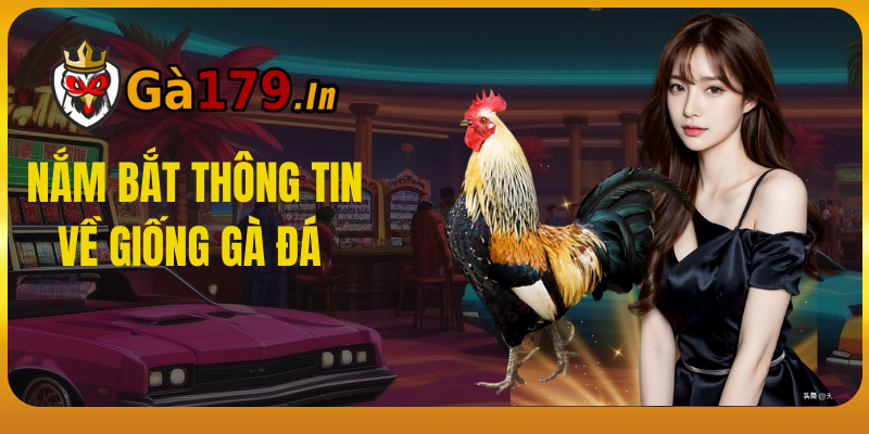 Nắm Bắt Thông Tin Về Giống Gà Đá