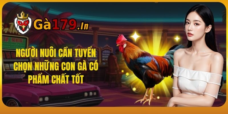 Người nuôi cần tuyển chọn những con gà có phẩm chất tốt