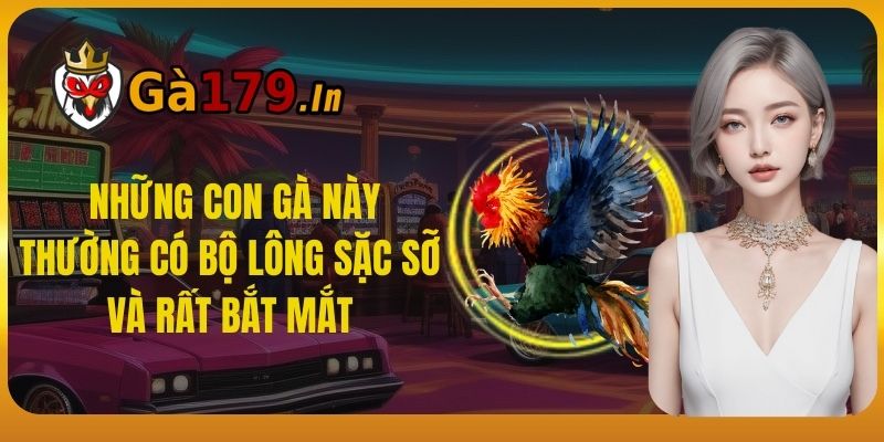  Những con gà này thường có bộ lông sặc sỡ và rất bắt mắt