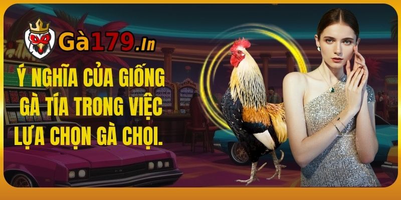 Ý nghĩa của giống gà Tía trong việc lựa chọn gà chọi.